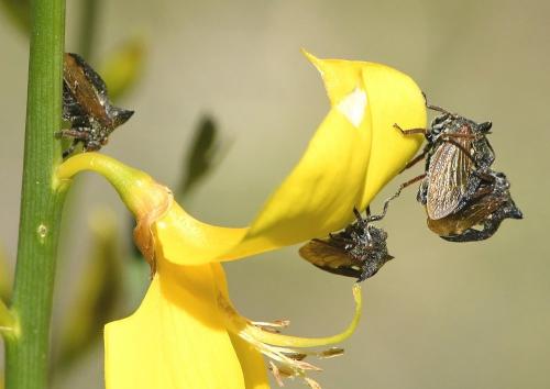 Réf. 230 338 : Centrotus cornutus